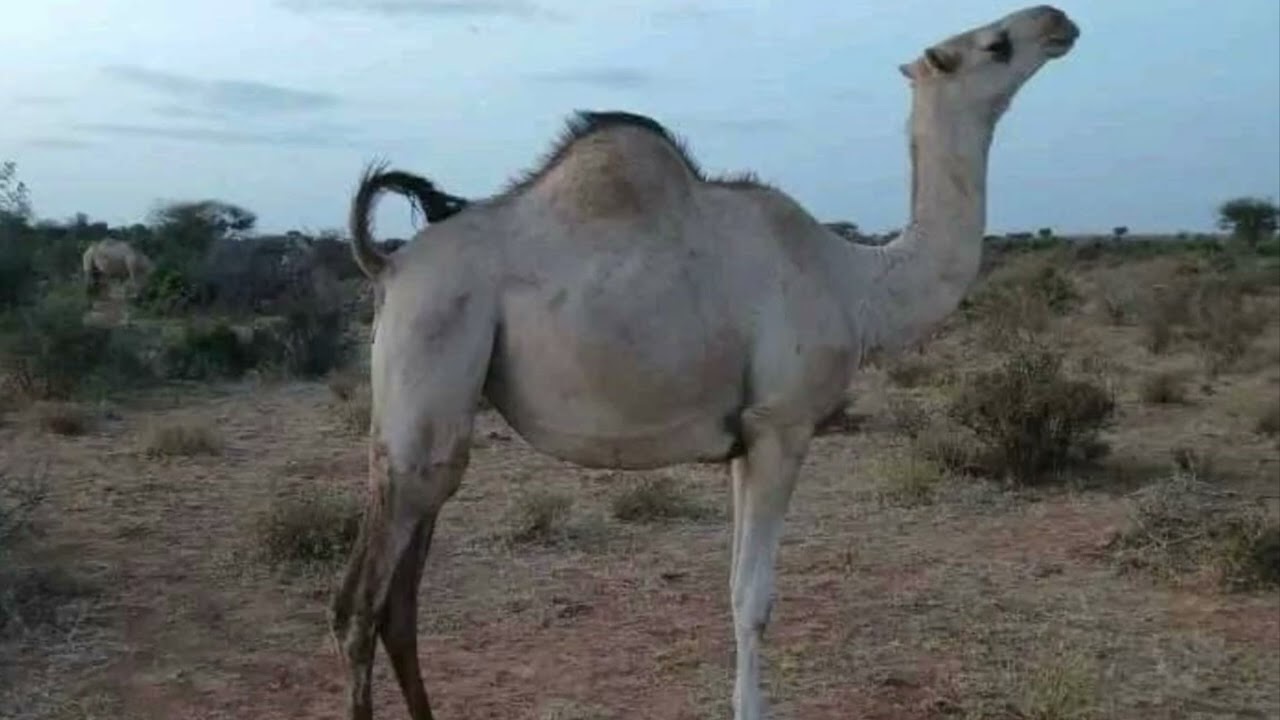 Faarax laanjeer iyo gabaygii xadiid ama geela kuxalaaleeyay