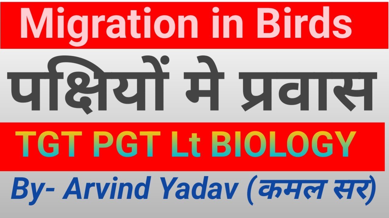 migration-in-birds-migration-in-birds-in-hindi