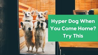 Hyper Dog When You Come Home? Try This screenshot 2