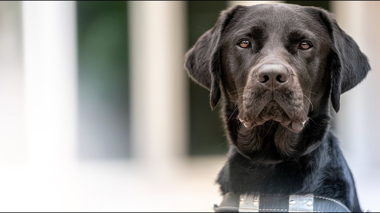 It's National Guide Dog Month! | Dogs Inc