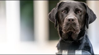 It's National Guide Dog Month! | Southeastern Guide Dogs