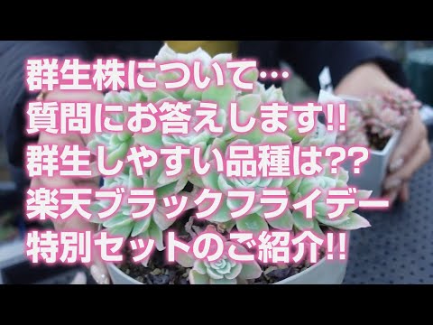 多肉植物】群生株について…質問にお答えします!!群生しやすい品種は