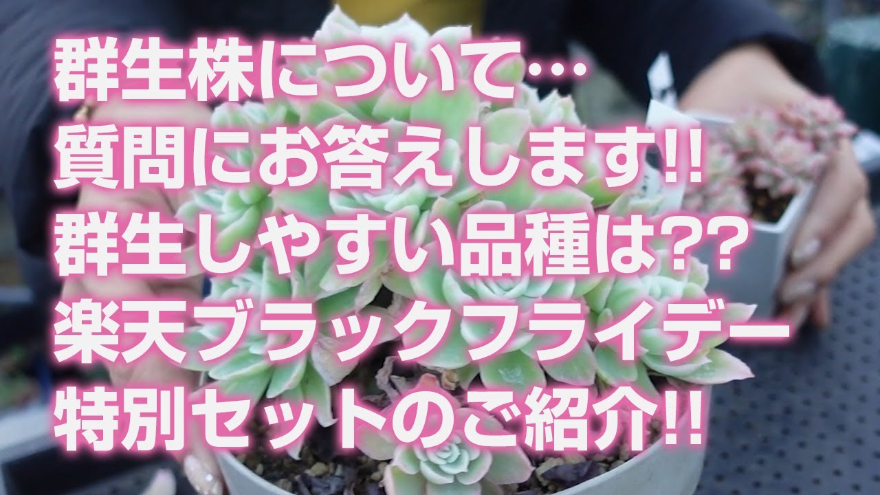 多肉植物】群生株について…質問にお答えします!!群生しやすい品種は