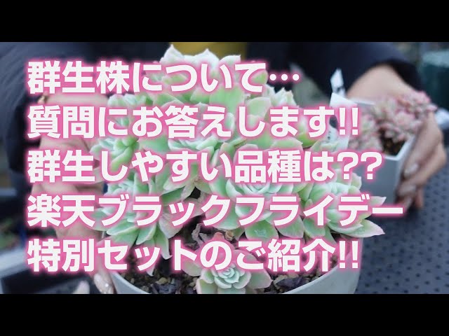 多肉植物】群生株について…質問にお答えします!!群生しやすい品種は