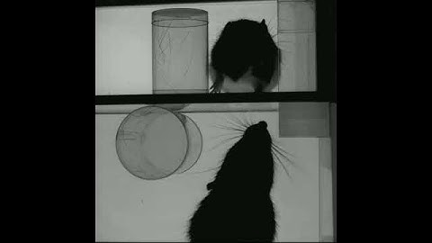 Rat exploring a cylinder