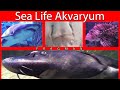 Sea Life Akvaryum Forum İstanbul | Fragman
