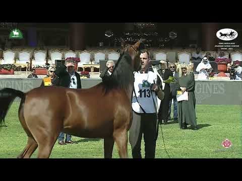 N 113 DHAKHRAH ATHBAH BE   King Abdulaziz Arabian Horse Center Show 2021   Mares 4 6 Years Old Class