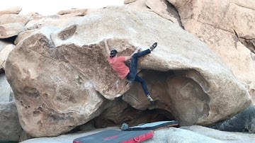 Joshua Tree - Yogi (Variation)