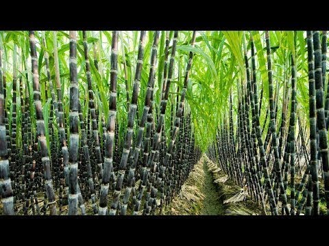 農業技術 サトウキビ栽培 サトウキビの栽培と収穫 加工 Youtube
