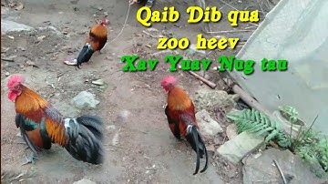 Qaib dib qua zoo heev 2021|| tiếng gà rừng gáy chuẩn