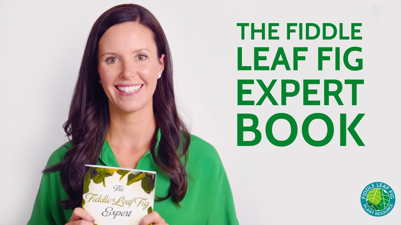 Why I Wrote The Fiddle Leaf Fig Expert Book Fiddle Leaf Fig Plant