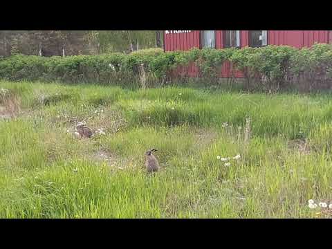 Video: Tortuga argentina de cuello serpiente