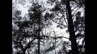 116 Live Oak Rd., Summerville, SC 29485