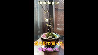 桜の盆栽 #shorts＃桜＃盆栽＃開花