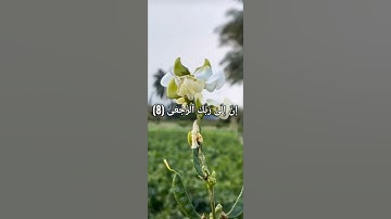 سورة العلق آية 1 الى 13 بصوت ماهر المعيقلي