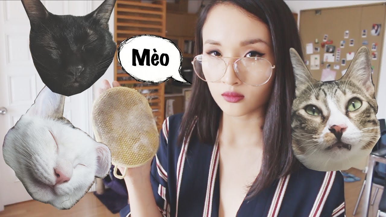 cham soc cho meo New 2022 Cẩm nang nuôi mèo: Đồ ăn, vệ sinh, rụng lông \u0026 cào móng