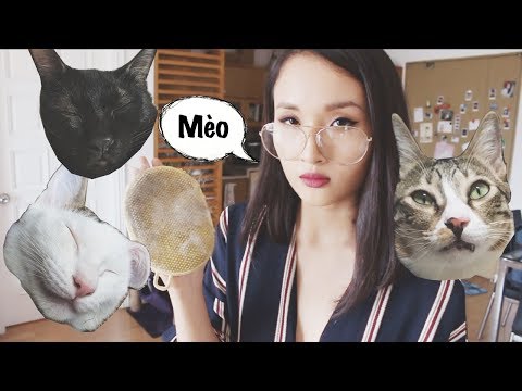 Video: Cách Chải Lông Cho Mèo