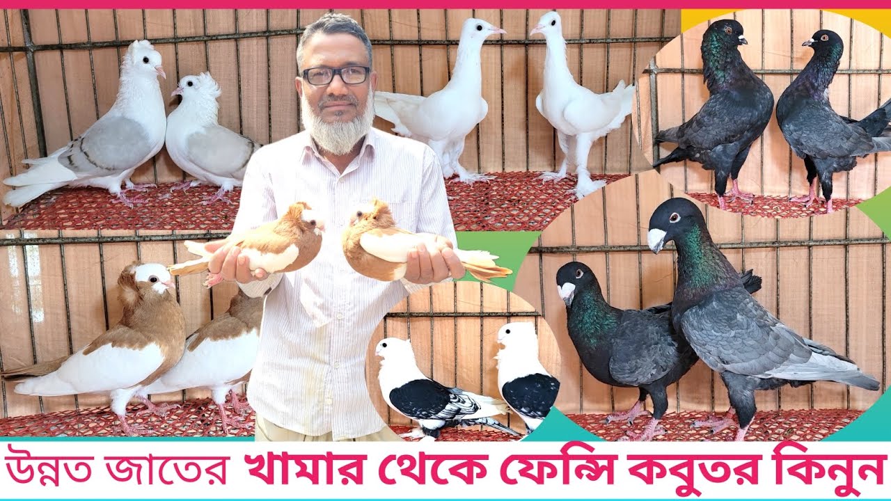 👉👉উন্নত জাতের ফেন্সি কবুতর কিনুন নাটোর  সিংড়া শহিদুল ভাইয়ের খামার থেকে🍎