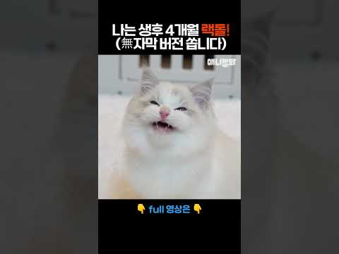 나는 태어난 지 4개월 된 랙돌 새끼다 [애니멀봐 나새끼 110호] #애니멀봐 #shorts