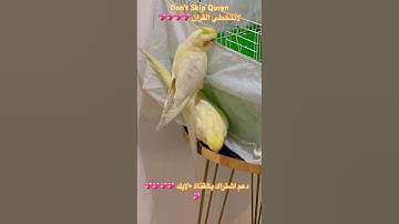 تلاوه عطره من القران الكريم #اكسبلور #cutebird #foryou #birds
