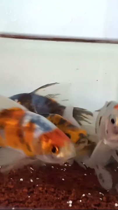 Komet Pancawarna Slayer #ikanhiasindonesia #fyp #youtubeshorts