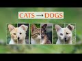 AI Creates Dogs From Cats…And More!
