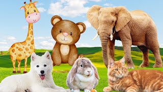 Human-friendly animals: dog, cat, elephant, giraffe, rabbit,...