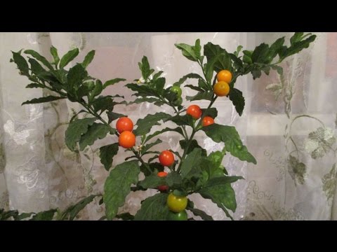 Vídeo: Quan puc podar Solanum?