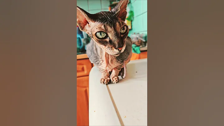Watch the video about Dushenka194😼#foryou #dubai #uae #mydubai #cat #kitty #cats #sphynx #cutecat #funny #youtube #short