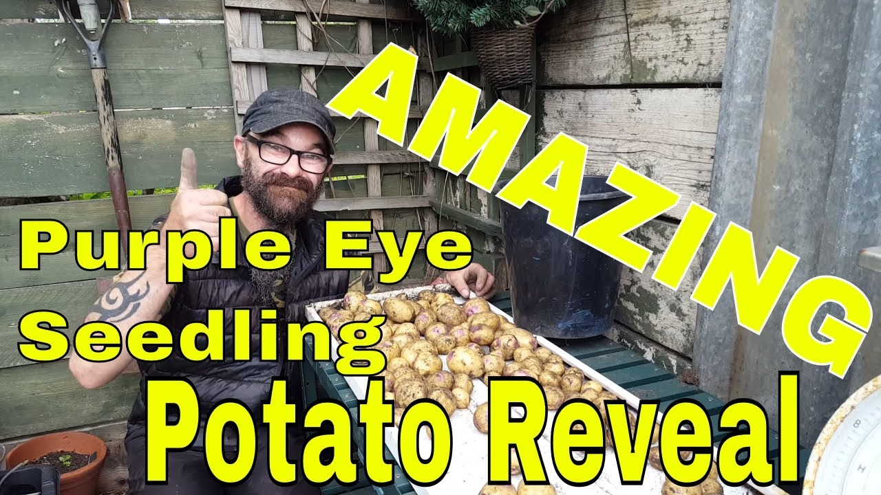 Yet Another AMAZING Potato Reveal. Second Early Potatoes. Purple Eye