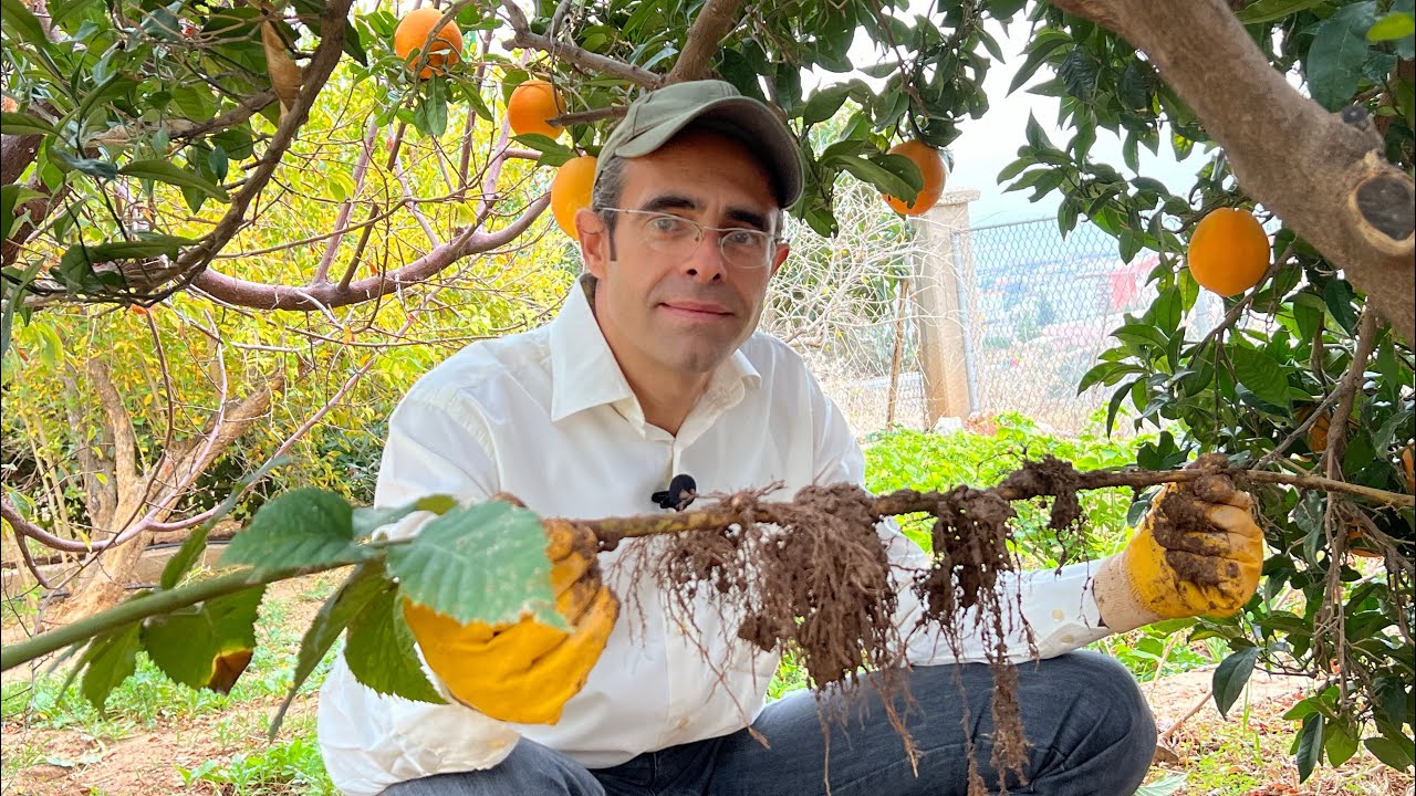 Daldırma Usulü İle Köklendirme (Böğürtlen Uygulaması)