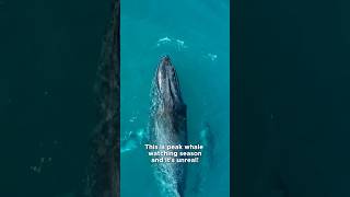 This Is Why People Go Whale Watching in Hawaii