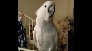 Funny parrot dancing to Welcome To The Jungle