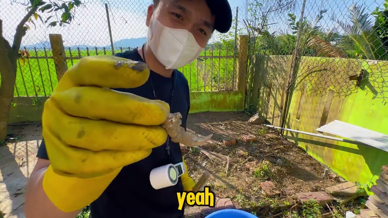 (Vlog) 7 ngày cải tạo khu vườn sau nhà l tập 2: dọn dẹp tàn tro #cuocsong #khampha  #trending 