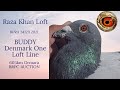 Auction of racing pigeon  racer pigeon  racing pigeons  pets valley