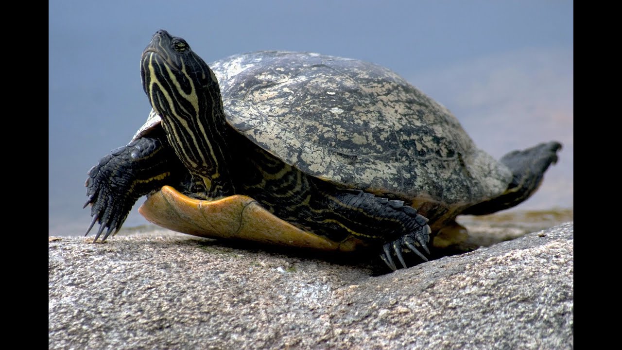 DID YOU KNOW ? Here are some interesting facts about turtles - YouTube