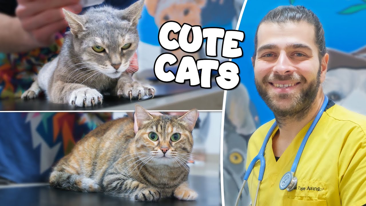 Бродячая кошка появилась в ветеринарной клинике! (2 кошки в 1 видео!)