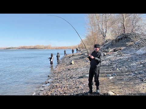 Ох и рыбаков собралось! В ЭТОМ МЕСТЕ ВСЕГДА ЕСТЬ РЫБА! Судак, Окунь, Лещ на спиннинг