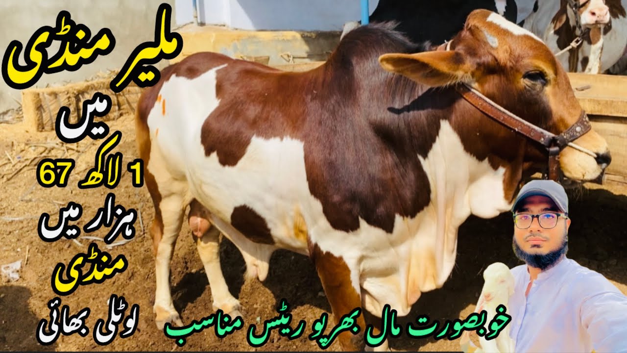Malir Mandi Karachi Cattle Rates Update❤️ || 3 march 2026 || Cow Mandi 2026 💫
