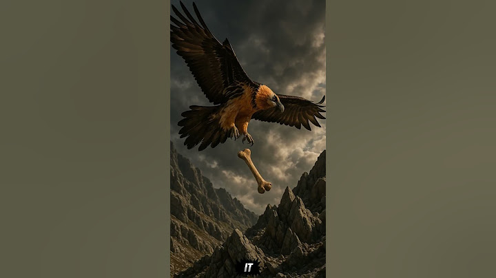 Bearded Vulture: The Bone-Eating Dragon of the Sky!