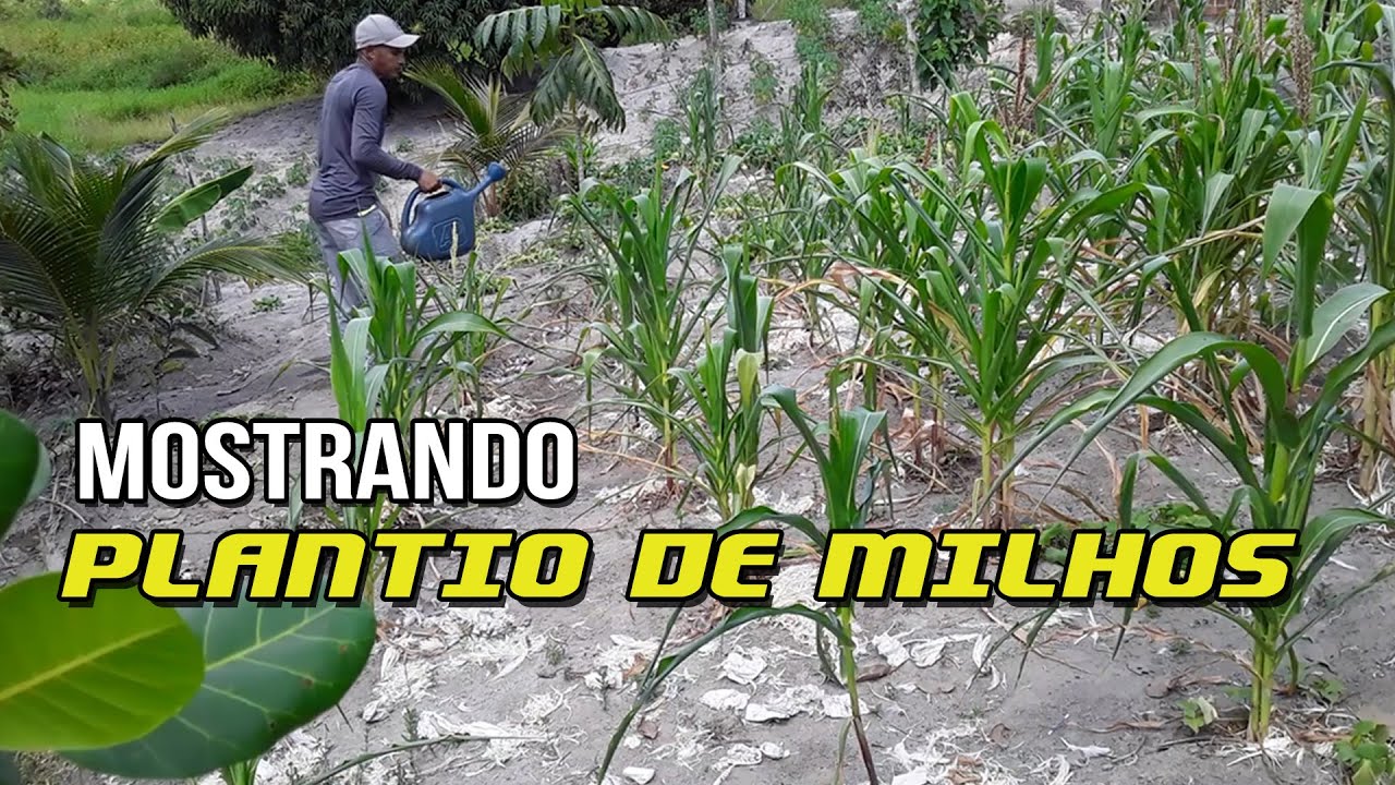 Mostrando e Regando os Pés de Milhos no Sítio com Regador