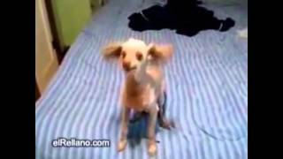 Er Than A Chiken Teaser Monguer Flow Prod