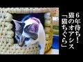 注文殺到！6年待ちの「猫ちぐら」