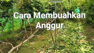 Cara Membuahkan Anggur