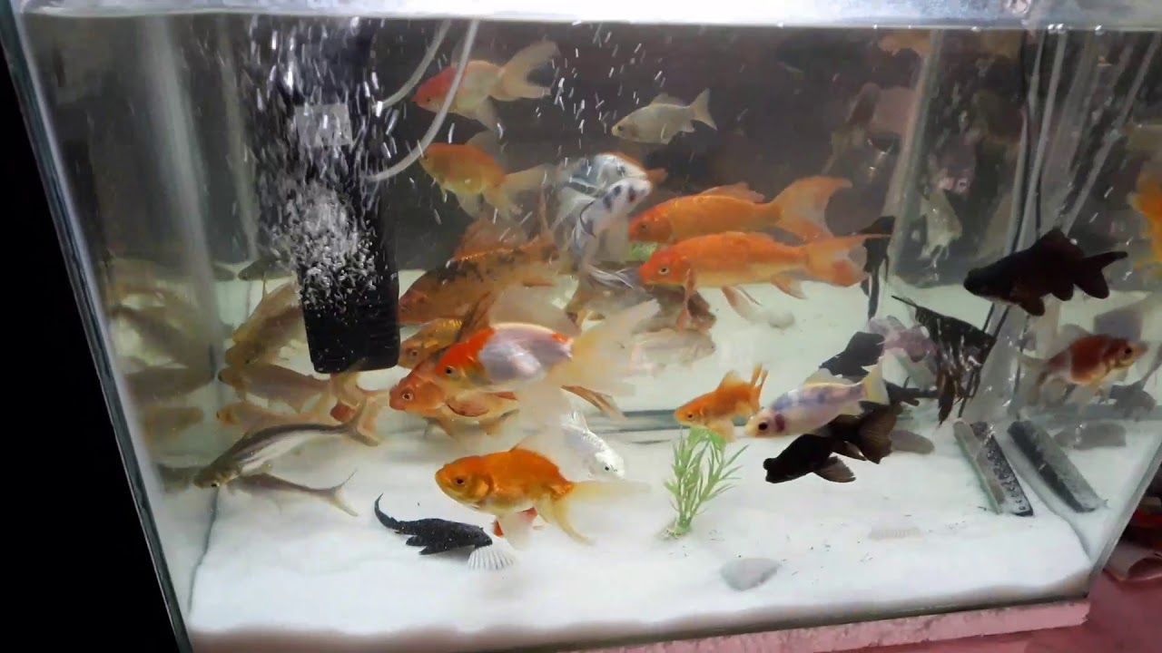 My New white sand aquarium YouTube