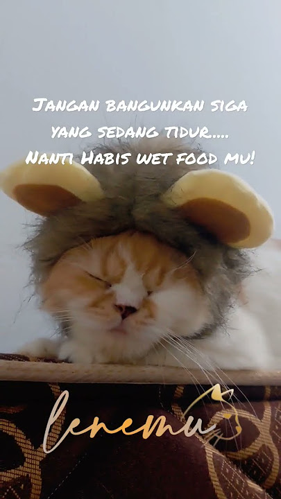 Jangan bangunkan singa yang sedang tidur....