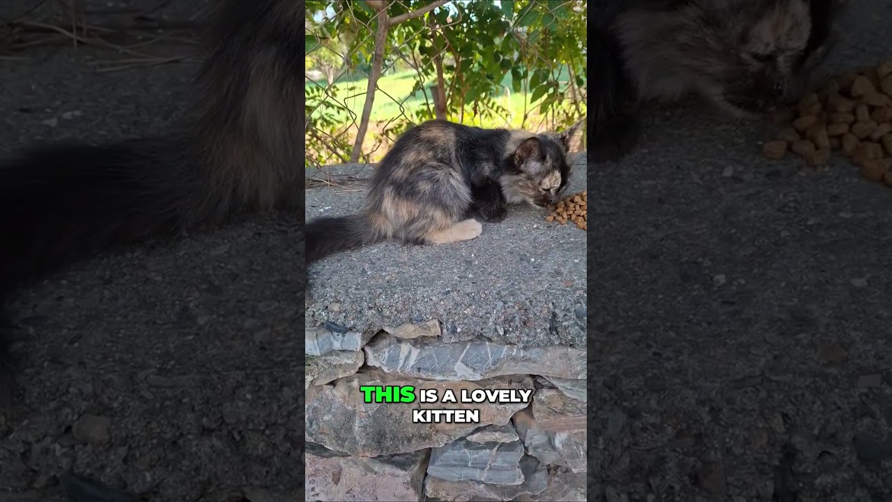 Sterilized Cat Seeks Loving Home! Adopt This Sweet Kitten! #shorts