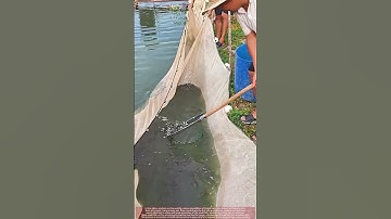Harvesting Mrigal Carp Fry for Live Feed