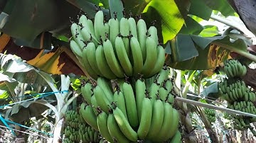 chuối tiêu hồng giống mới,  có bán giống 0972180949 . 0779335899