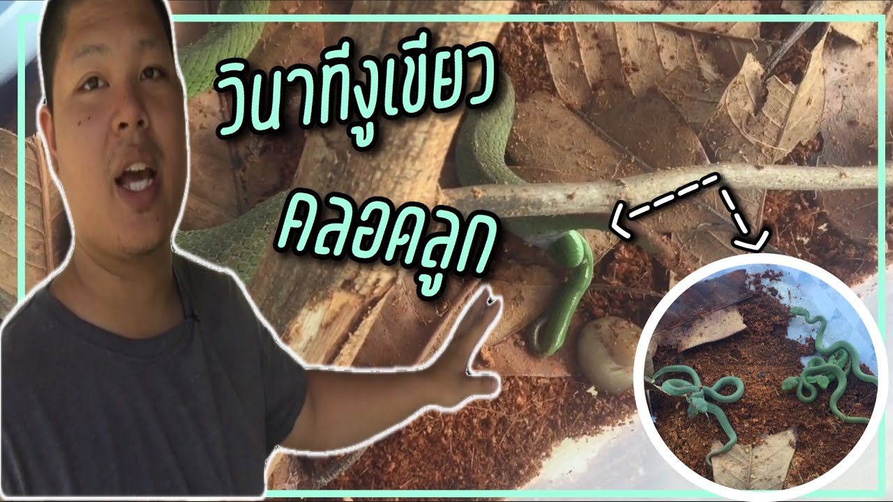 ลูกงูเขียว New Update งูเขียวหางไหม้ออกลูกเป็นตัว ?